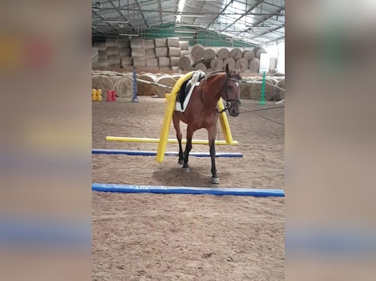 Duitse rijpony Mix Merrie 7 Jaar 143 cm Bruin in Berlin