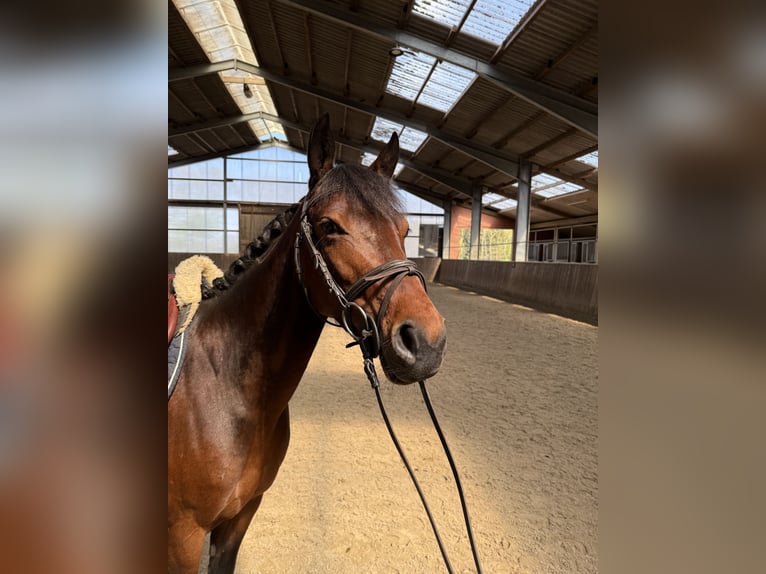 Duitse rijpony Mix Merrie 7 Jaar 143 cm Bruin in Friesoythe
