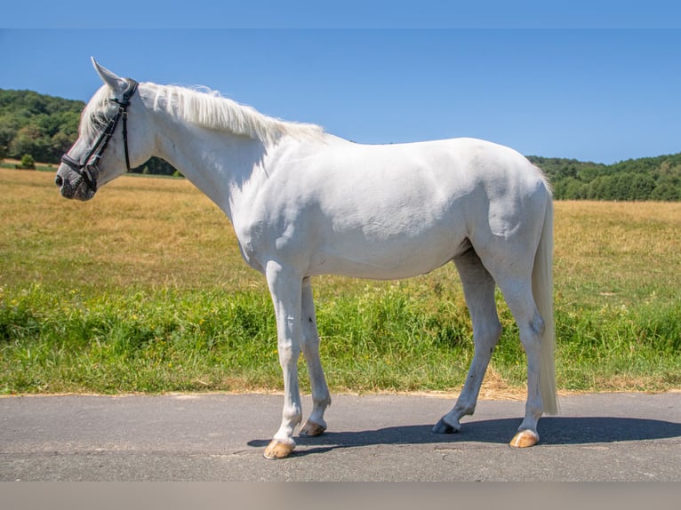 Duitse rijpony Merrie 7 Jaar 143 cm Schimmel in Burbach