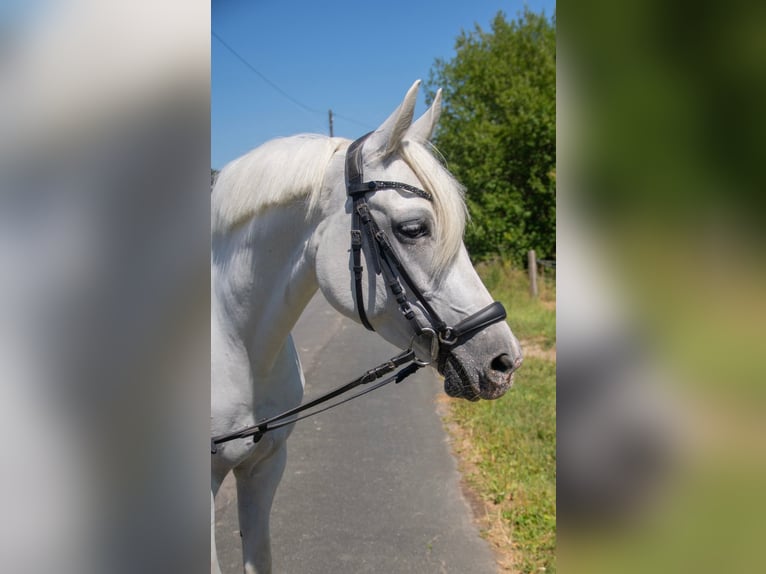 Duitse rijpony Merrie 7 Jaar 143 cm Schimmel in Burbach