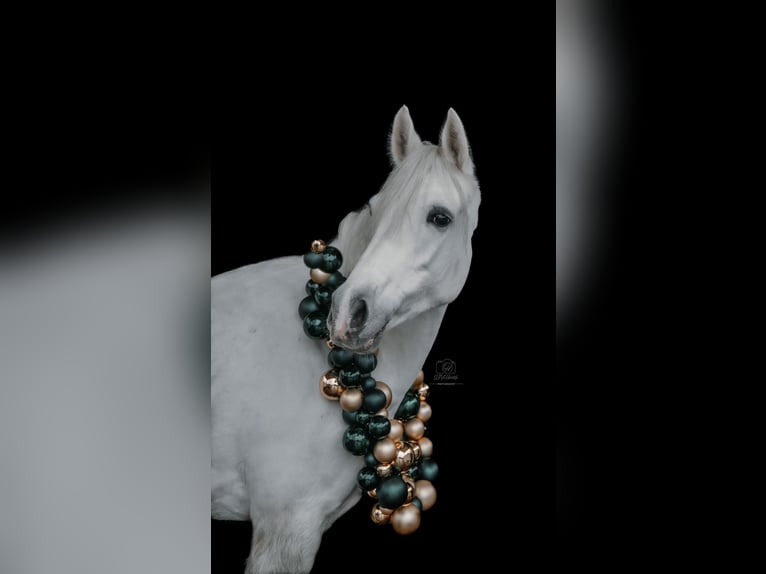 Duitse rijpony Merrie 7 Jaar 143 cm Schimmel in Burbach