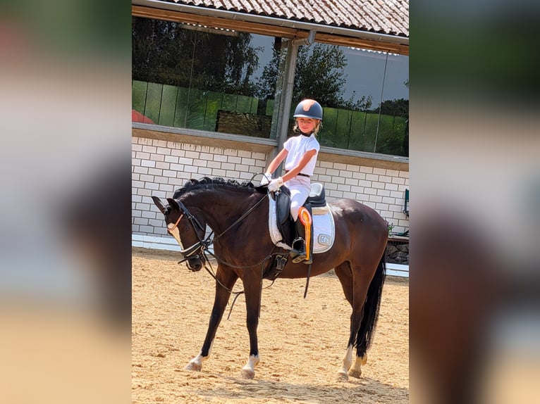 Duitse rijpony Merrie 7 Jaar 143 cm Zwart in Schwelm