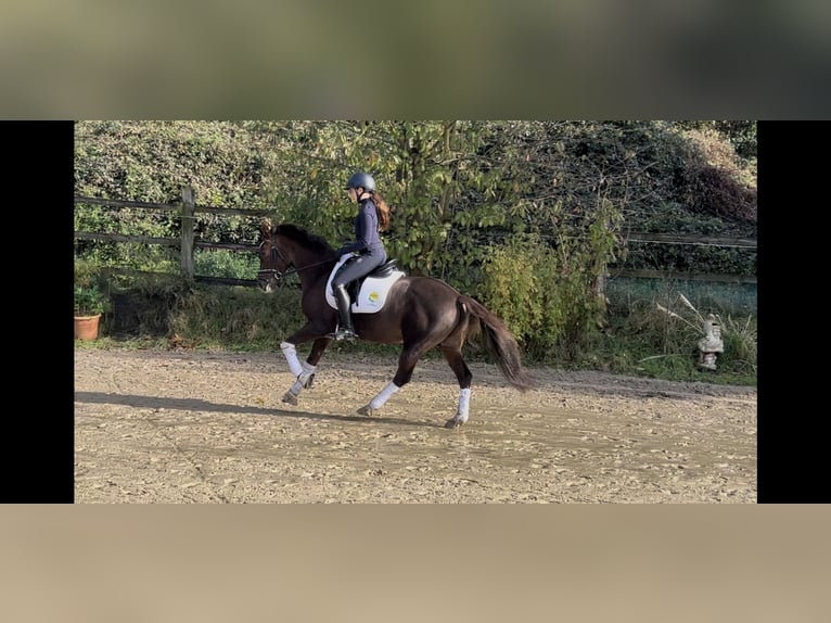 Duitse rijpony Merrie 7 Jaar 144 cm Donkere-vos in Essen