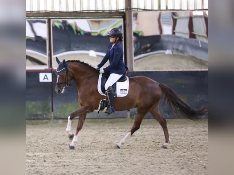 Duitse rijpony Merrie 7 Jaar 144 cm Donkere-vos in Essen