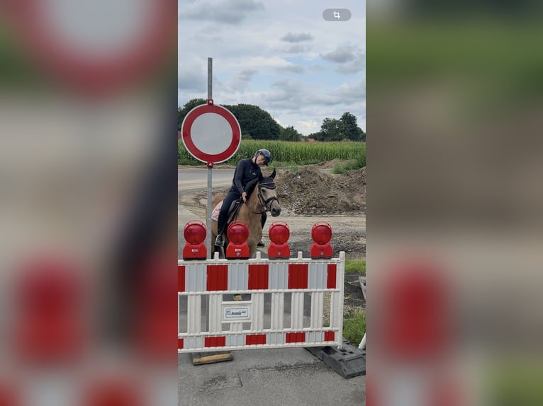 Duitse rijpony Merrie 7 Jaar 144 cm Falbe in Bad Laer