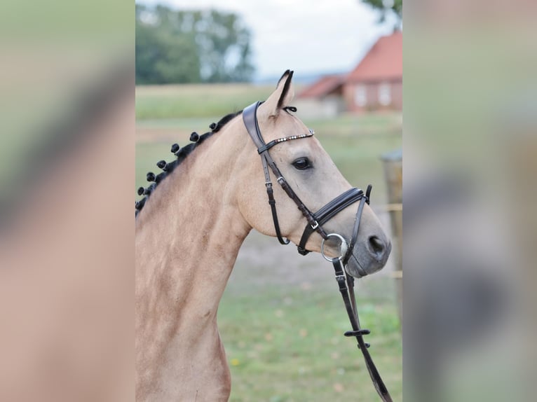 Duitse rijpony Merrie 7 Jaar 144 cm Falbe in Bad Laer