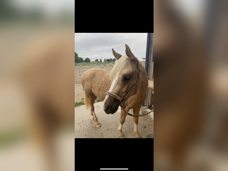 Duitse rijpony Merrie 7 Jaar 144 cm Palomino in Kematen