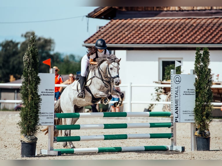 Duitse rijpony Merrie 7 Jaar 144 cm Schimmel in Mondsee