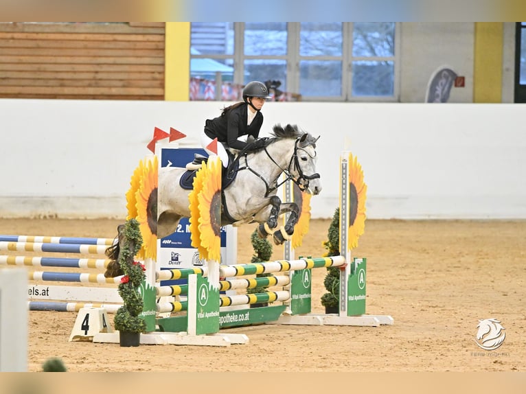 Duitse rijpony Merrie 7 Jaar 144 cm Schimmel in Mondsee