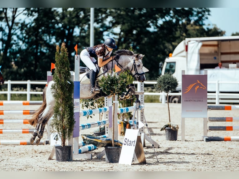 Duitse rijpony Merrie 7 Jaar 144 cm Schimmel in Mondsee