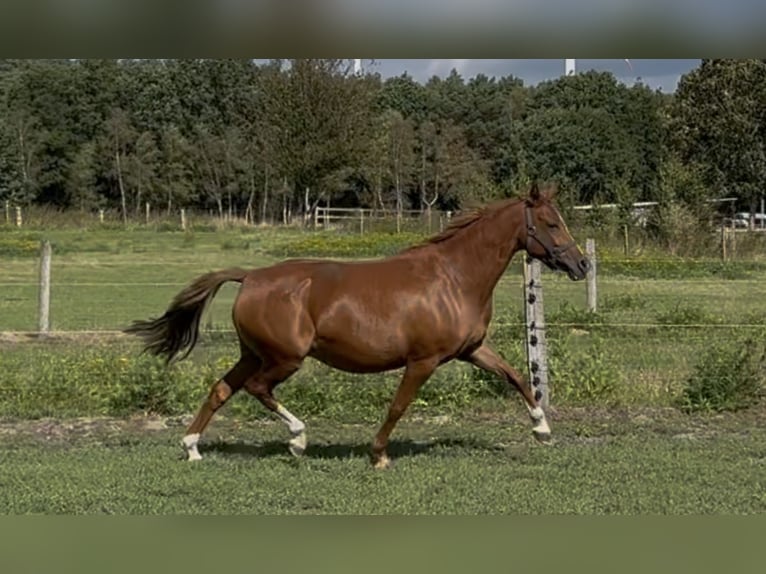 Duitse rijpony Merrie 7 Jaar 144 cm Vos in Langwedel