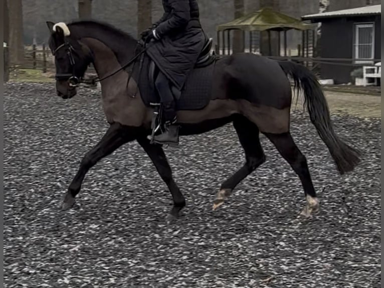 Duitse rijpony Merrie 7 Jaar 144 cm Zwart in Schloß Holte-Stukenbrock