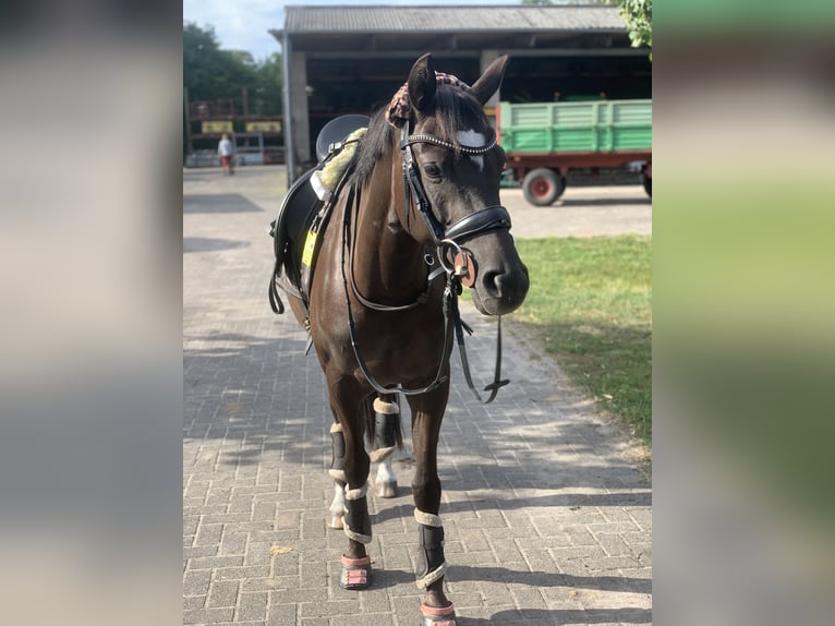 Duitse rijpony Merrie 7 Jaar 144 cm Zwart in Schloß Holte-Stukenbrock