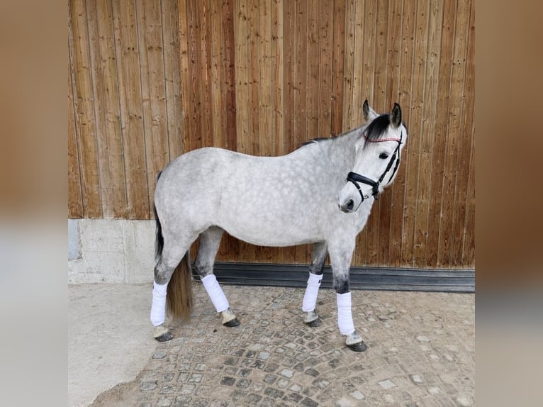 Duitse rijpony Merrie 7 Jaar 145 cm Appelschimmel in Breitbrunn am Chiemsee