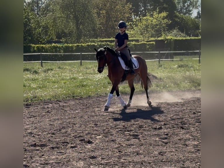 Duitse rijpony Merrie 7 Jaar 145 cm Bruin in Weiterstadt