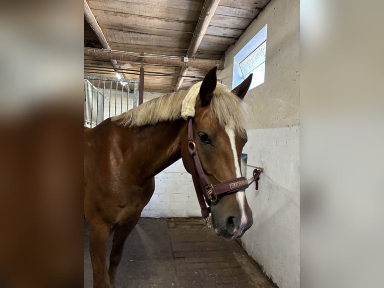Duitse rijpony Merrie 7 Jaar 145 cm Donkere-vos in Ostercappeln