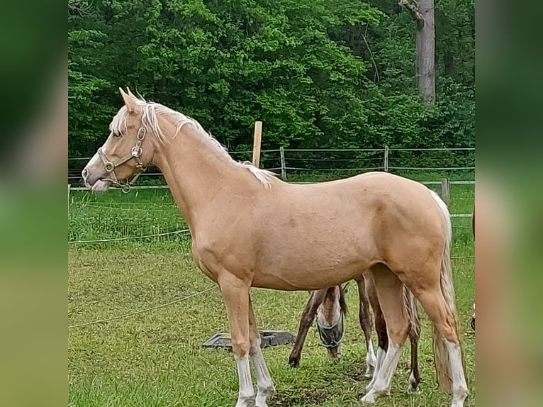 Duitse rijpony Merrie 7 Jaar 145 cm Palomino in Soest