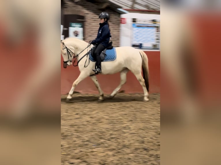 Duitse rijpony Mix Merrie 7 Jaar 145 cm Perlino in Peizegem