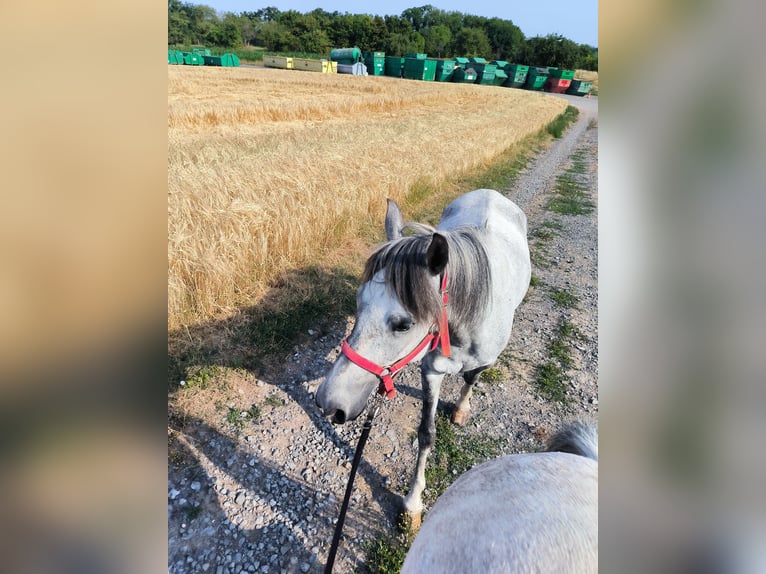 Duitse rijpony Merrie 7 Jaar 145 cm Schimmel in Kleingartach