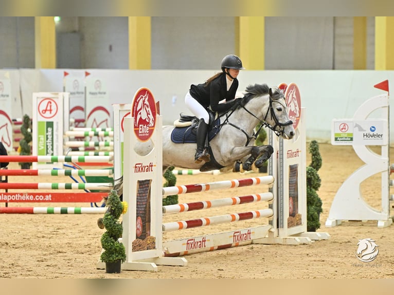 Duitse rijpony Merrie 7 Jaar 145 cm Schimmel in Mondsee