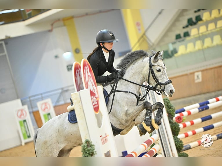 Duitse rijpony Merrie 7 Jaar 145 cm Schimmel in Mondsee