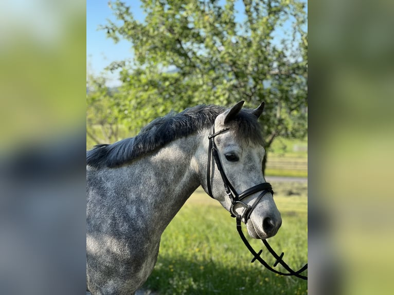 Duitse rijpony Merrie 7 Jaar 145 cm Schimmel in Mondsee