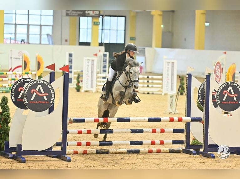 Duitse rijpony Merrie 7 Jaar 145 cm Schimmel in Mondsee