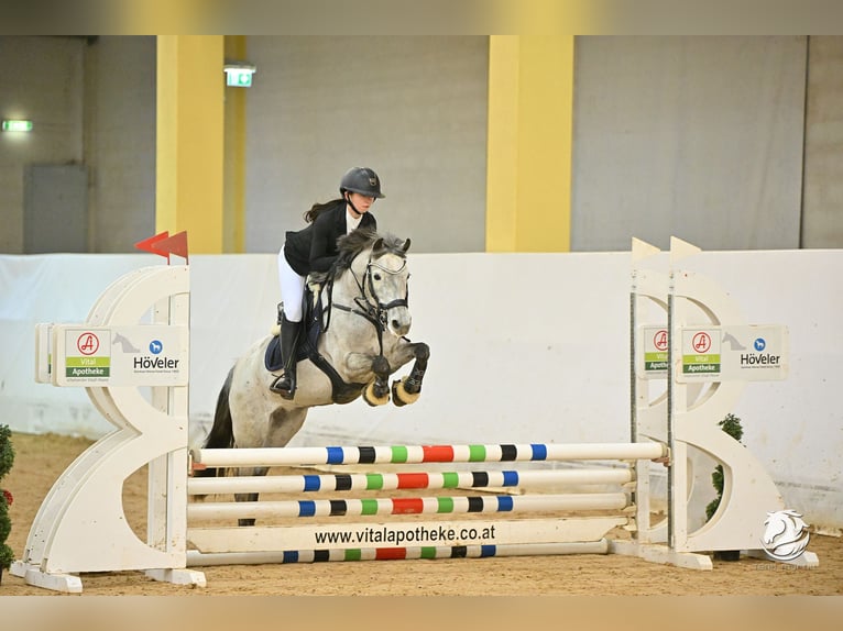 Duitse rijpony Merrie 7 Jaar 145 cm Schimmel in Mondsee