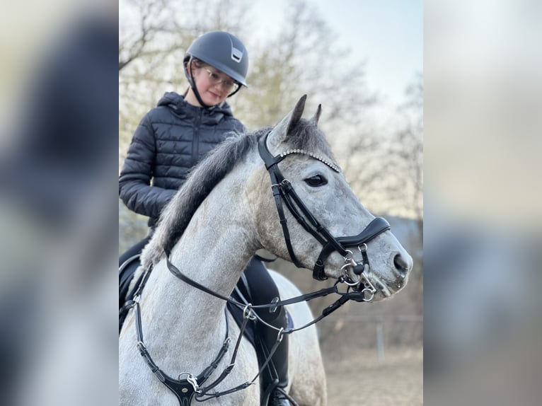 Duitse rijpony Merrie 7 Jaar 145 cm Schimmel in Mondsee