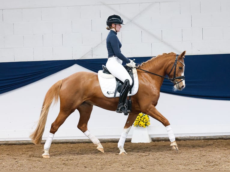 Duitse rijpony Merrie 7 Jaar 145 cm Vos in Marsberg