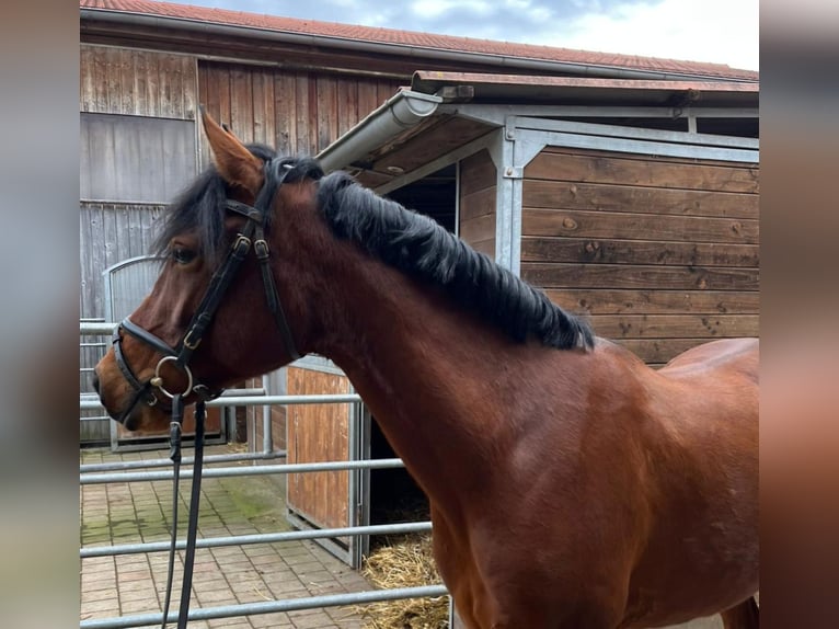 Duitse rijpony Merrie 7 Jaar 146 cm Bruin in Medlingen