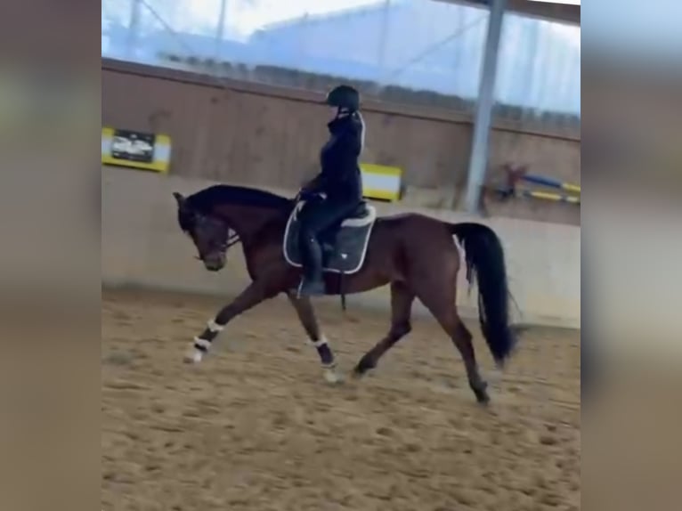 Duitse rijpony Merrie 7 Jaar 146 cm Bruin in Medlingen