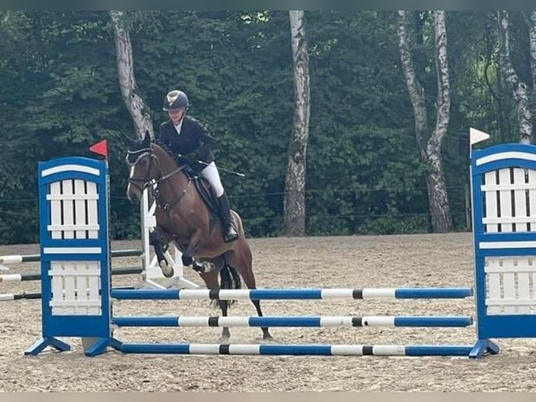 Duitse rijpony Merrie 7 Jaar 146 cm Bruin in Schenksolz