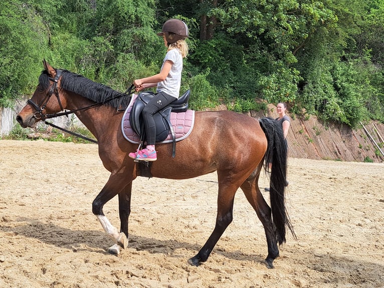 Duitse rijpony Merrie 7 Jaar 146 cm Bruin in Schenksolz