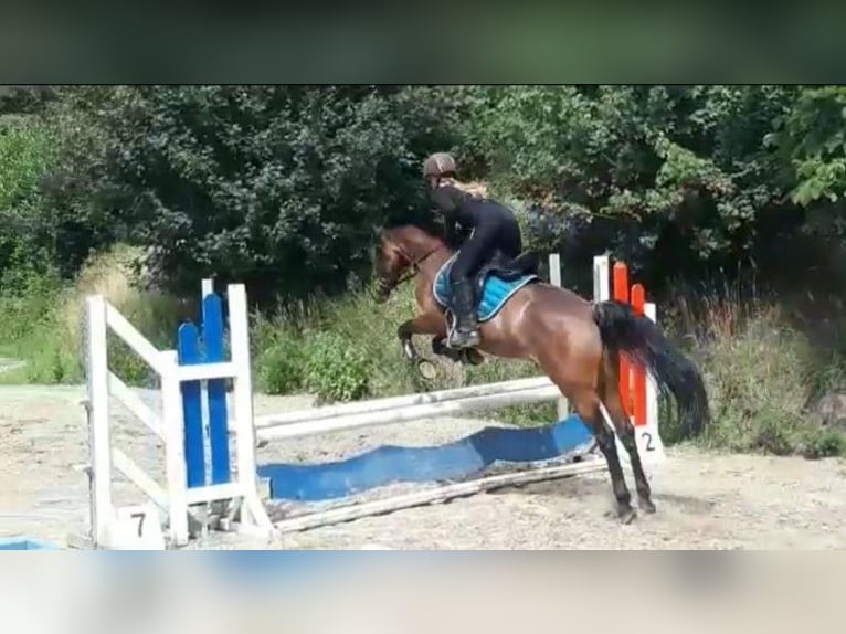 Duitse rijpony Merrie 7 Jaar 146 cm Bruin in Schenksolz