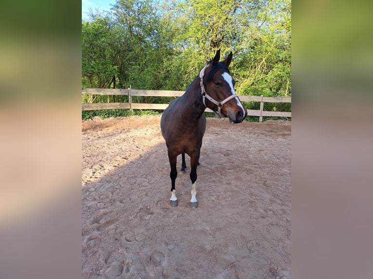 Duitse rijpony Merrie 7 Jaar 146 cm Bruin in Schenksolz