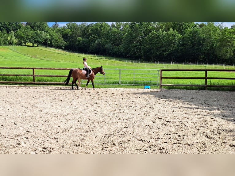 Duitse rijpony Merrie 7 Jaar 146 cm Bruin in Schenksolz