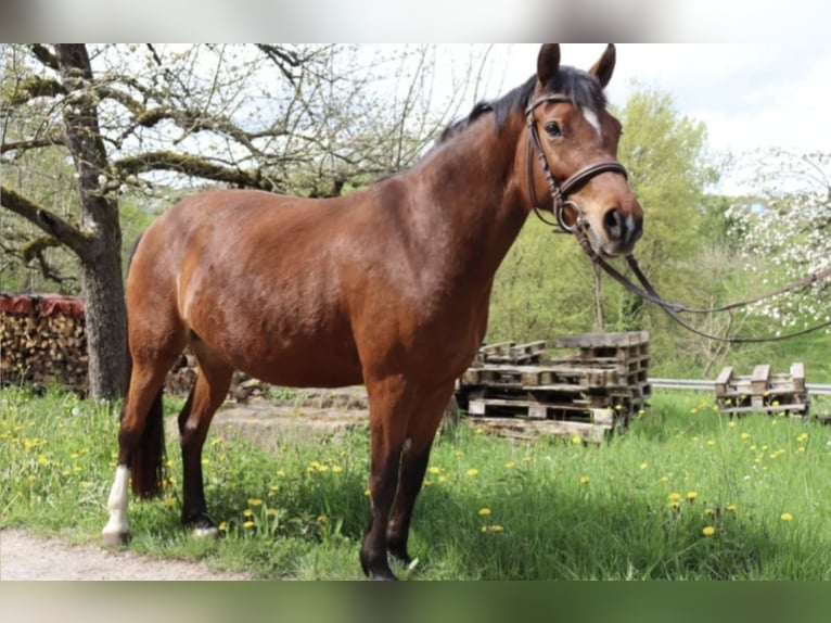 Duitse rijpony Merrie 7 Jaar 146 cm Bruin in Maulbronn