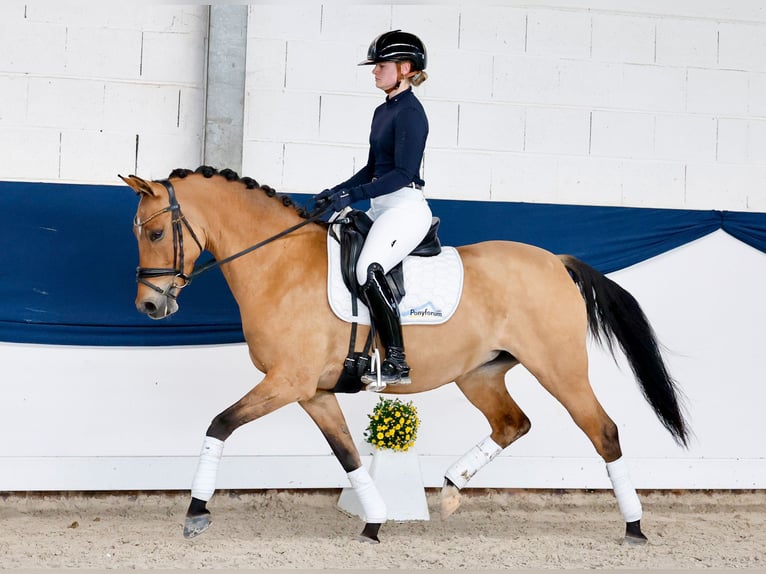 Duitse rijpony Merrie 7 Jaar 146 cm Buckskin in Marsberg