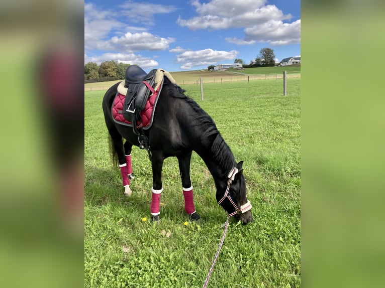 Duitse rijpony Merrie 7 Jaar 146 cm Donkerbruin in St. Margarethen an der Raab