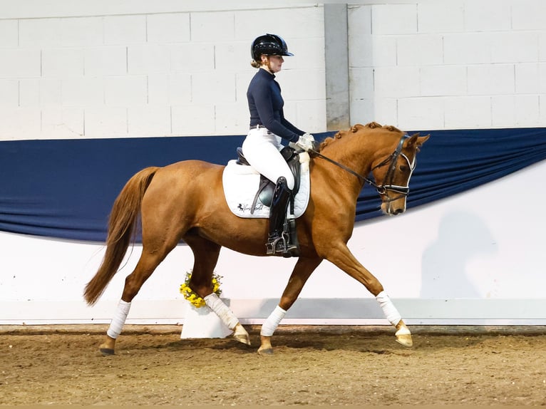 Duitse rijpony Merrie 7 Jaar 146 cm Donkere-vos in Marsberg