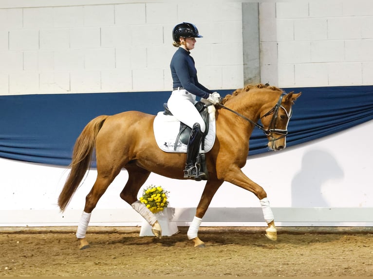 Duitse rijpony Merrie 7 Jaar 146 cm Donkere-vos in Marsberg