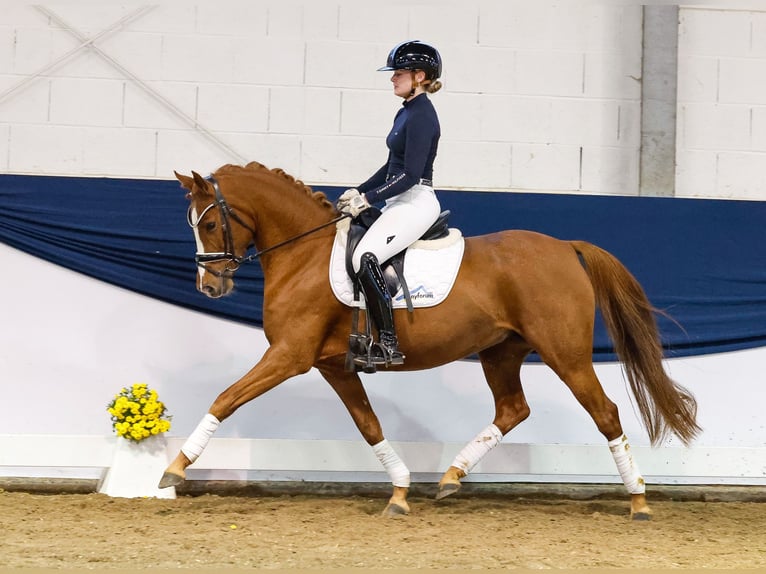 Duitse rijpony Merrie 7 Jaar 146 cm Donkere-vos in Marsberg