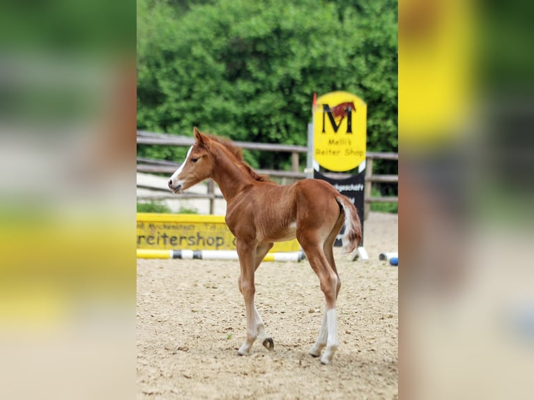Duitse rijpony Merrie 7 Jaar 146 cm Donkere-vos in Stuhr