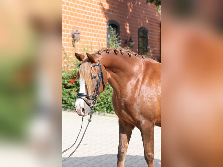 Duitse rijpony Merrie 7 Jaar 146 cm Donkere-vos in Stuhr