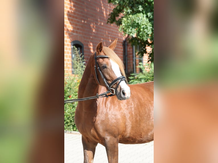 Duitse rijpony Merrie 7 Jaar 146 cm Donkere-vos in Stuhr