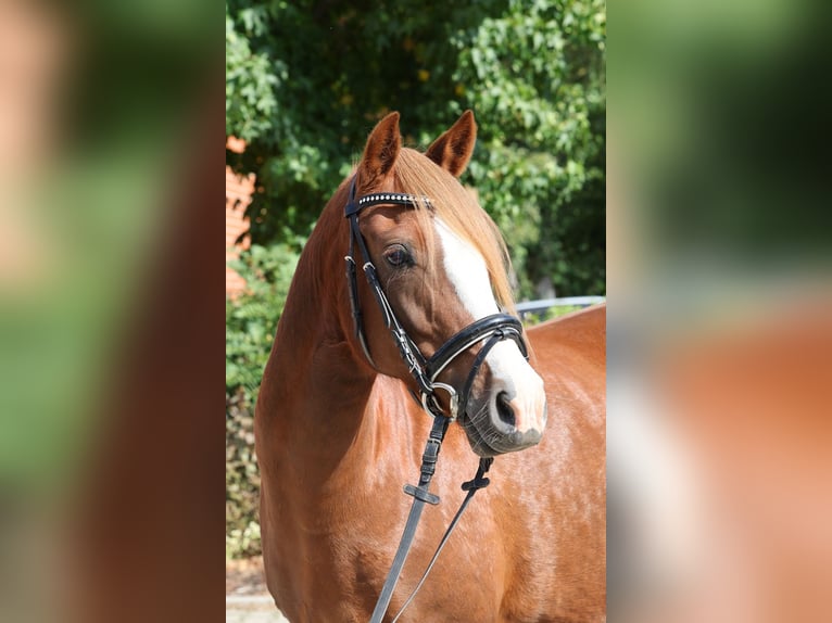 Duitse rijpony Merrie 7 Jaar 146 cm Donkere-vos in Stuhr