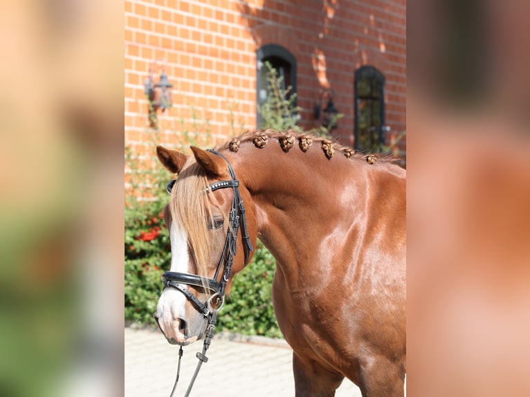 Duitse rijpony Merrie 7 Jaar 146 cm Donkere-vos in Stuhr