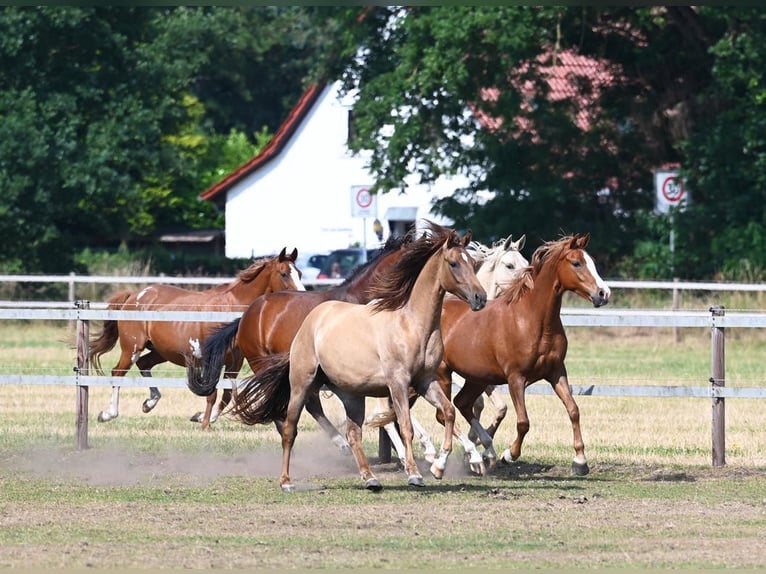 Duitse rijpony Merrie 7 Jaar 146 cm Donkere-vos in Stuhr