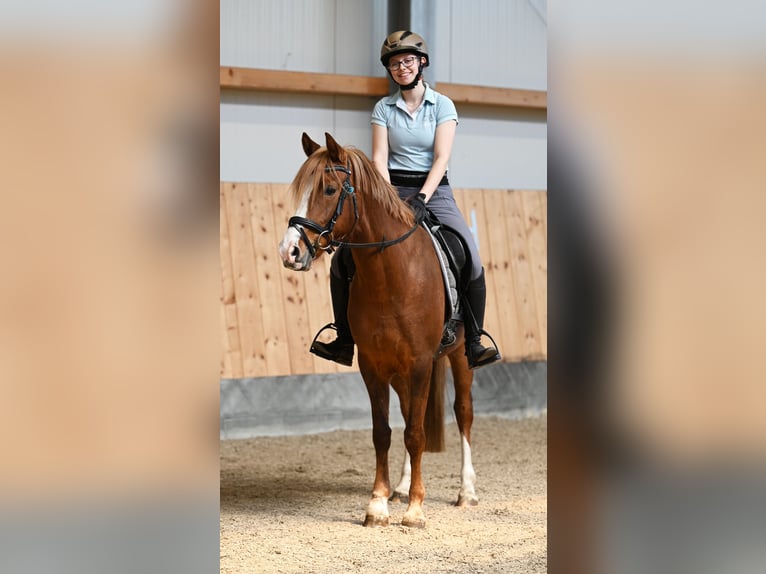 Duitse rijpony Merrie 7 Jaar 146 cm Donkere-vos in Stuhr
